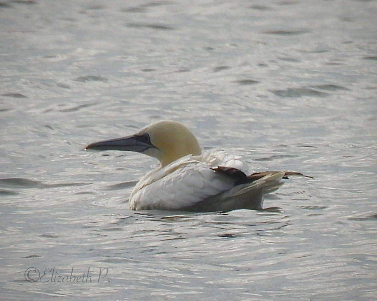 #NorthernGannet seen at Fort Tilden 01/02/2023 @GatewayNPS