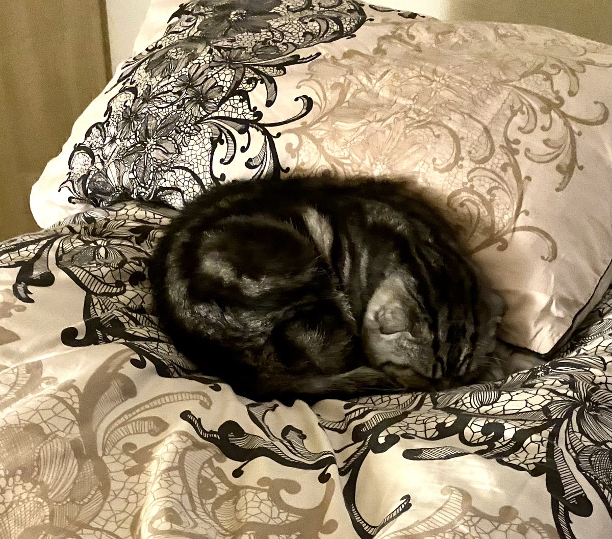 bao_bao_bun's tweet photo. I make sure that daddyโs side smells of me ๐น๐น๐น #CatsOfTwitter #bigbedtime https://t.co/H0ZCDXI3JK