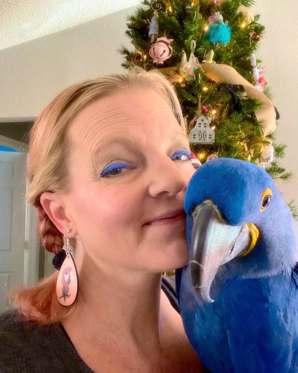tracicarroll_'s tweet image. Molly agrees. We shall leave our Christmas 🎄 tree up all through January! #christmasisntoveryet #loveyourparrot #tracicarroll #mollythehyacinth #hyacinthmacaw #macaws #cuteparrots #instagood #festive #parrots