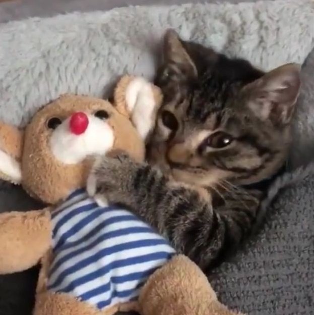 yangyang as cats! tweet media