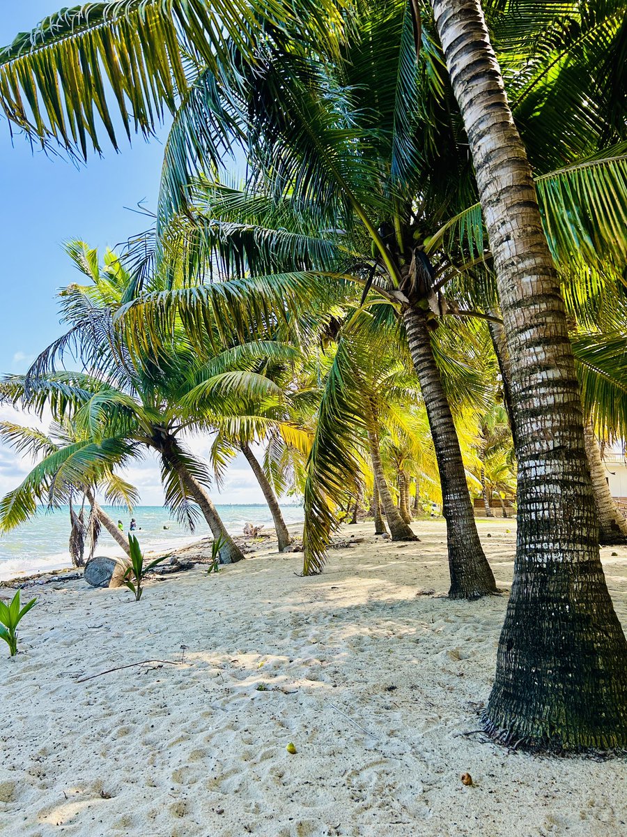 Simplicity_LC's tweet image. Back to work? Nah… 😅