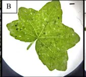 cklistjournal's tweet photo. Five newly recorded alien species of Hydrocotyle Tourn. ex L. (Araliaceae) in Java, Indonesia 

https://t.co/yRHe6u66Au 

#Naturalized #nonnativeflora #ornamental #pennyworth #checklist #checklistjournal #pensoftpublishers https://t.co/kBrDtimex7
