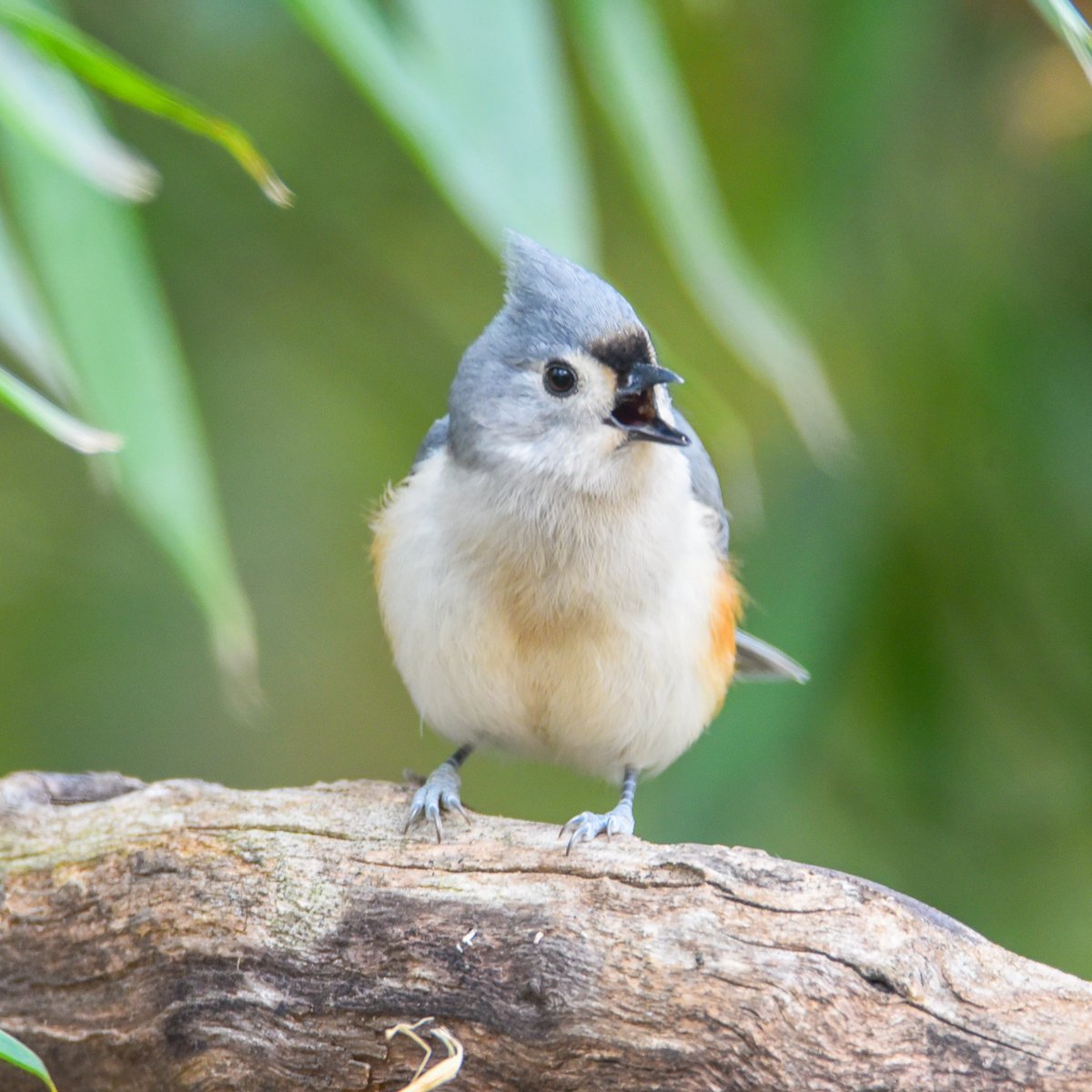 A Titmouse that has come out of it's shell and is speaking his mind without regard for whom should hear it.

#birdphoto #nature #naturephotography
#naturephoto #wildlife
#wildlifephotography #wildlifephotos
#greensboroboggarden #birdphotography #bird #birding #birdsofinstagram