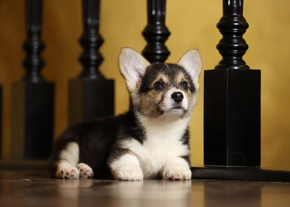 CorgiPupp's tweet photo. Welsh corgi pembroke female, tricolor, natural bob-tail, 25.10.22, FCI 😍 looking for parents 😍 #welshcorgipuppies #welshcorgifemale #welshcorgifci #tricolor #availablewelshcorgi https://t.co/1P1OpjOOn4