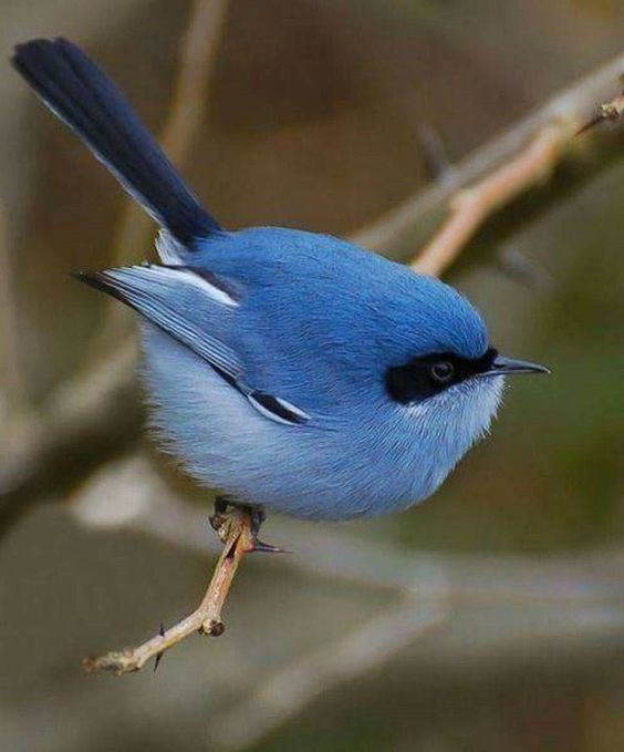 Anne20207's tweet photo. Beautiful little bird!!!💙
#PerfectNature https://t.co/XkAEHMGAuo