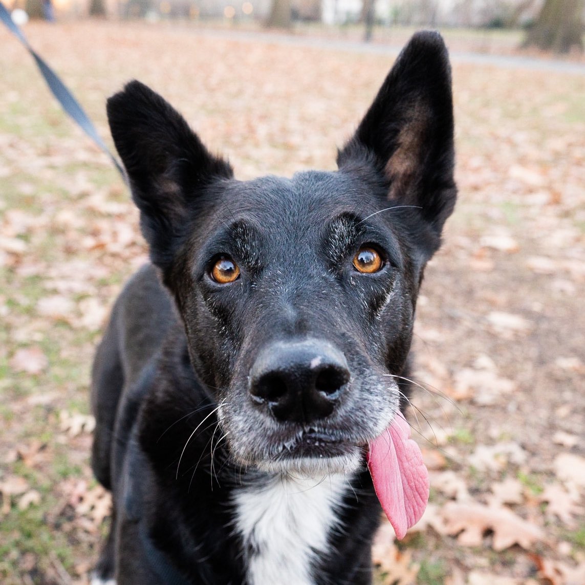 Australian Kelpie Border Collie Mix Hot Sex Picture