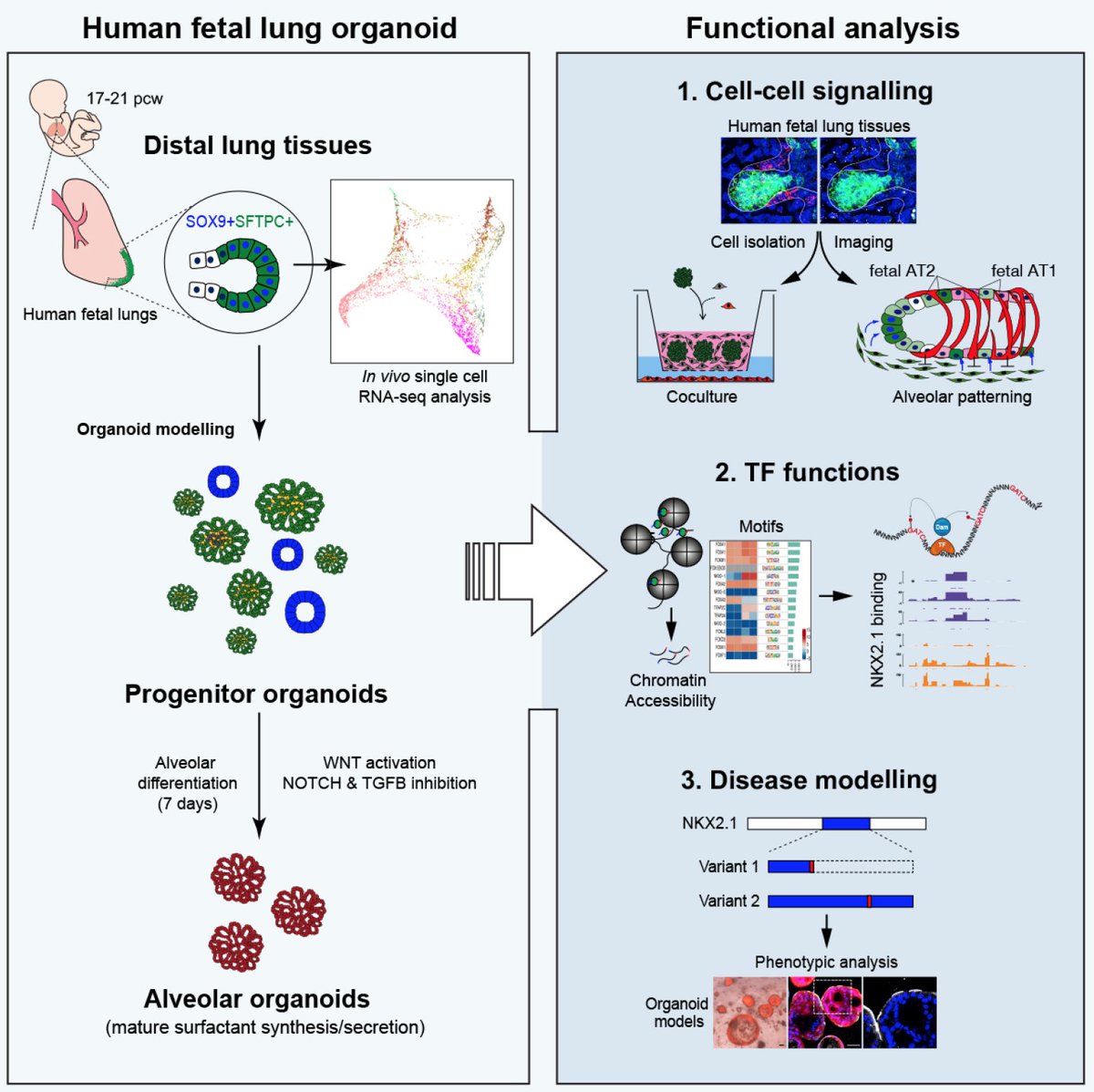 Rawlins Lab (@labrawlins) on Twitter photo Delighted to see our description-to-mechanism human alveolar development paper assigned to an issue today. Congrats again <a href="/KyungtaeL/">Kyungtae_Lim</a> <a href="/AlexPaDonovan/">Alex Donovan</a> Thank you <a href="/andreabrandlab/">Andrea Brand</a> <a href="/GurdonInstitute/">Gurdon Institute</a> , and <a href="/CellStemCell/">Cell Stem Cell</a> for the Preview! Delighted to see our description-to-mechanism human alveolar development paper assigned to an issue today. Congrats again <a href="/KyungtaeL/">Kyungtae_Lim</a> <a href="/AlexPaDonovan/">Alex Donovan</a> Thank you <a href="/andreabrandlab/">Andrea Brand</a> <a href="/GurdonInstitute/">Gurdon Institute</a> , and <a href="/CellStemCell/">Cell Stem Cell</a> for the Preview!