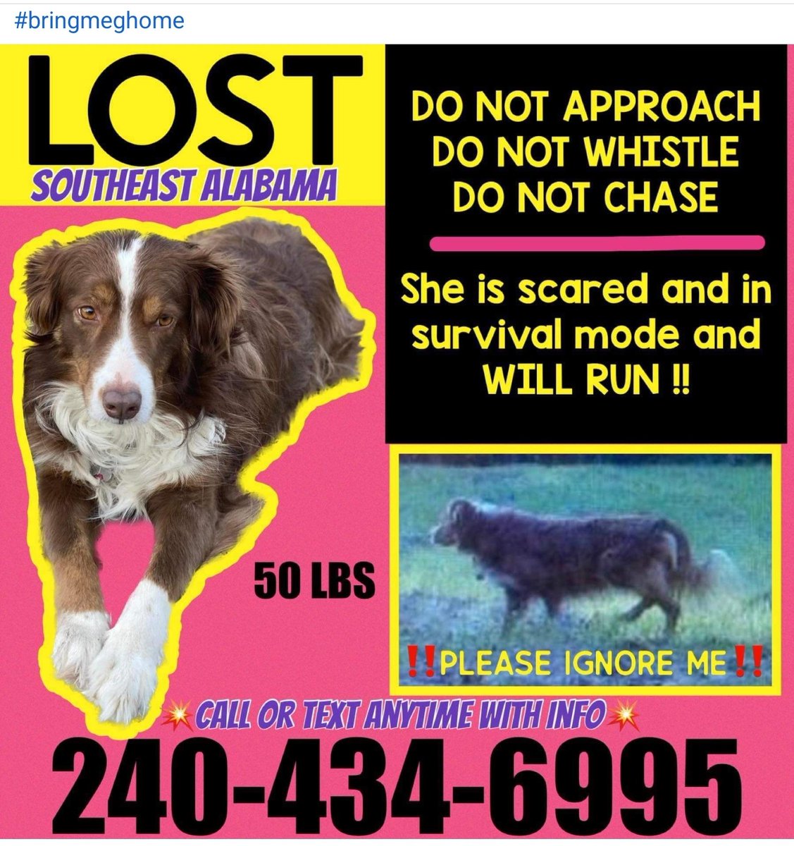 #Meg is a brown and white Australian Shepherd lost in #southeastAlabama . There is a FB page #bringmehhome Bring Meg Home with details.  Please RT #LostDog #dogsoftwitter #aussielovers #AustralianShepherd