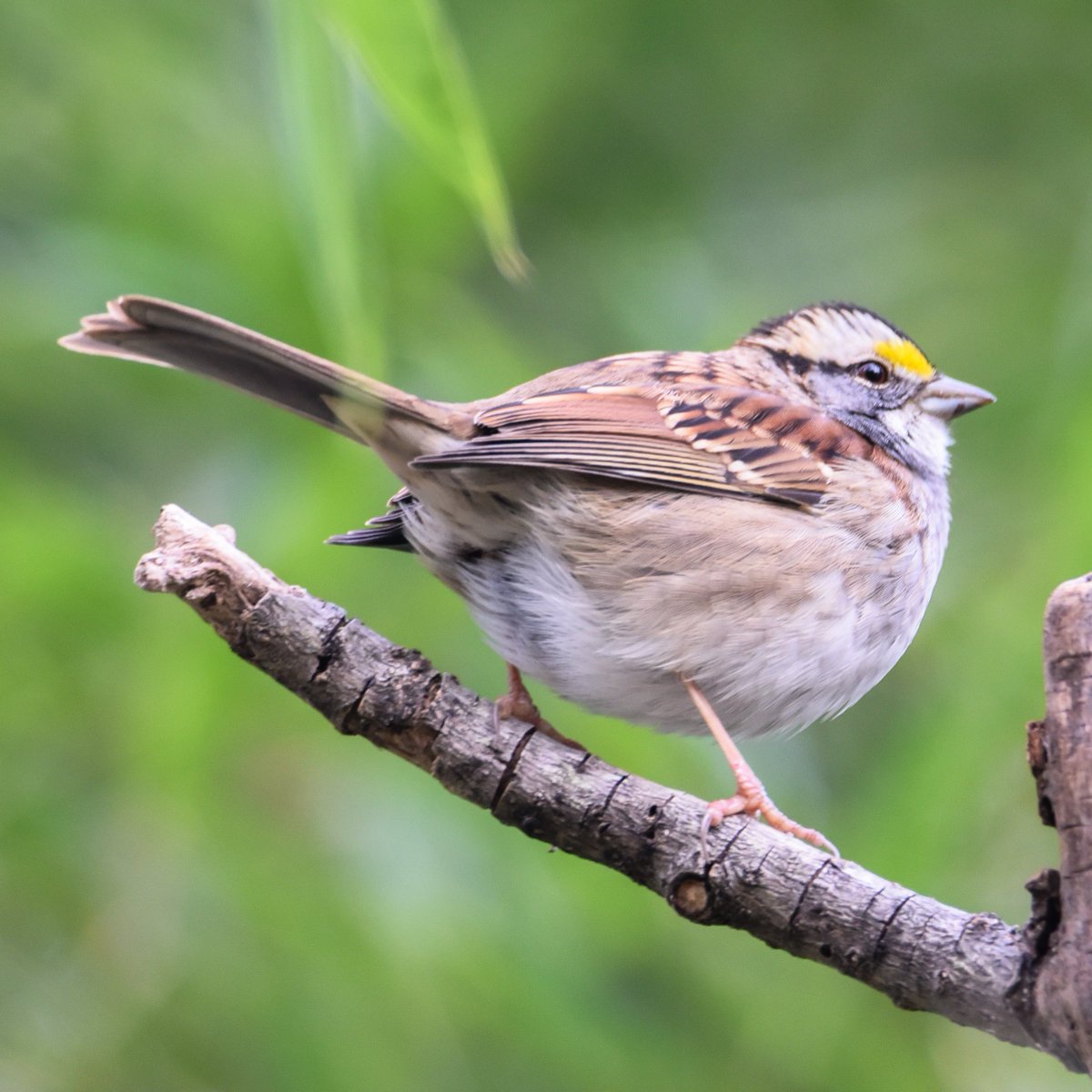 Although it was early in the Day The Head Sparrow in charge feels his Oats and assumes a Dashing pose.

#birdphoto #nature #naturephotography
#naturephoto #wildlife
#wildlifephotography #wildlifephotos
#greensboroboggarden #birdphotography #birds #bird #birding #birdsofinstagram