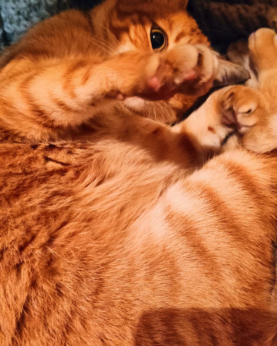 Penniwit's tweet photo. Dedicando alla mia gatta la frase "you made my house a home" perché lei è l'unico senso della mia vita. https://t.co/KwYEJHf5xf