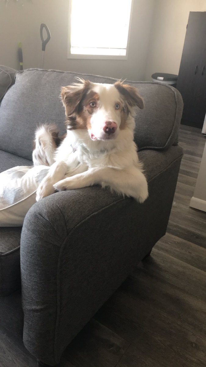 TheWOAT48's tweet photo. @CrumblCookies The most proper boy you’ll see today 🐶 ❤️ https://t.co/3mB8CC90Af