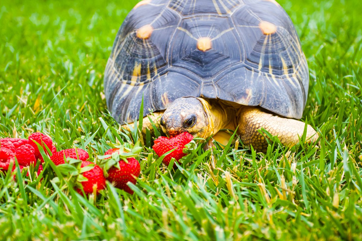 Santa Barbara Zoo on Twitter: 