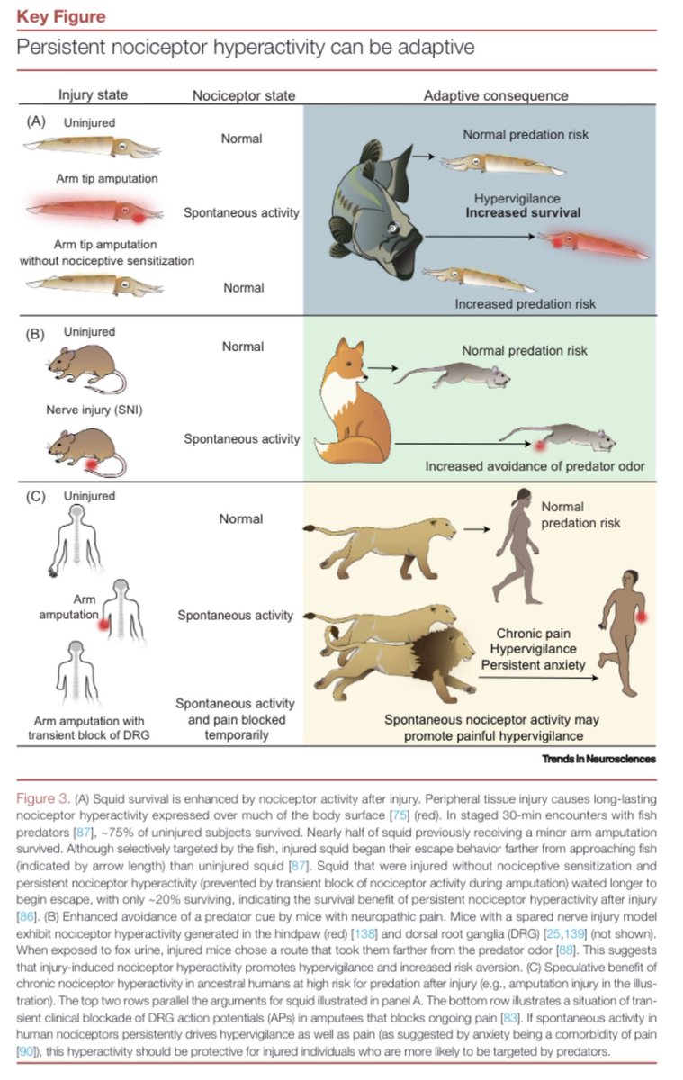 Ewan St. John Smith (@psalmotoxin) on Twitter photo Led by Terry Walters, our review: Persistent nociceptor hyperactivity as a painful evolutionary adaptation with Robyn Crook, <a href="/Neely_Lab/">Greg Neely</a> & <a href="/UTDPainLab/">Ted Price director of CAPS at UT Dallas</a> is out in <a href="/TrendsNeuro/">Trends in Neurosciences</a>! sciencedirect.com/science/articl… Led by Terry Walters, our review: Persistent nociceptor hyperactivity as a painful evolutionary adaptation with Robyn Crook, <a href="/Neely_Lab/">Greg Neely</a> & <a href="/UTDPainLab/">Ted Price director of CAPS at UT Dallas</a> is out in <a href="/TrendsNeuro/">Trends in Neurosciences</a>! sciencedirect.com/science/articl…