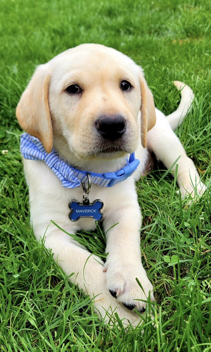 myapatton3's tweet photo. @CrumblCookies Meet Maverick!!! 😊😊 https://t.co/fCNTom1h2f