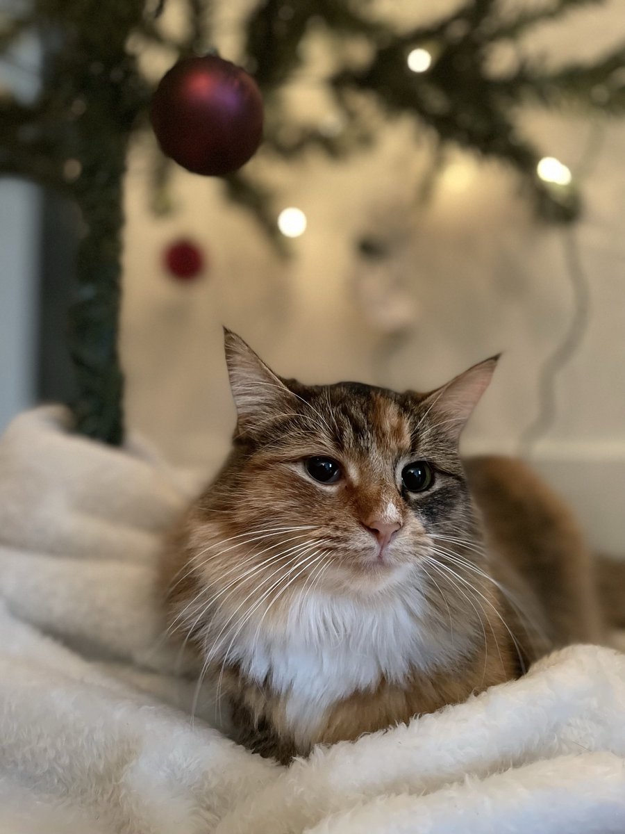 alannahsiobhan's tweet photo. @CrumblCookies Amelia is truly the cutest cat on the block https://t.co/3tX4EiTyNl