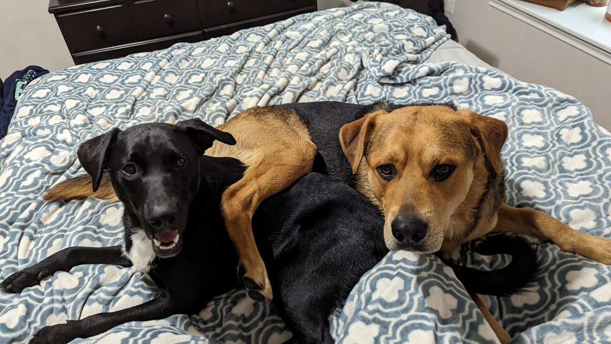 AussieJo16's tweet photo. @CrumblCookies Snuggle buds 4 life https://t.co/qcb1xO6qTR