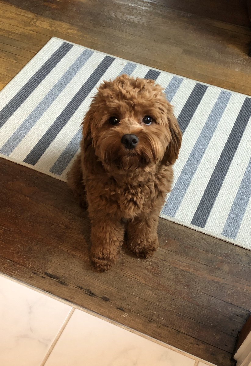 skittlesMc9's tweet photo. @CrumblCookies This is Chip (or better known as his alter-ego DJ Chipper) https://t.co/VhcZm3sKep