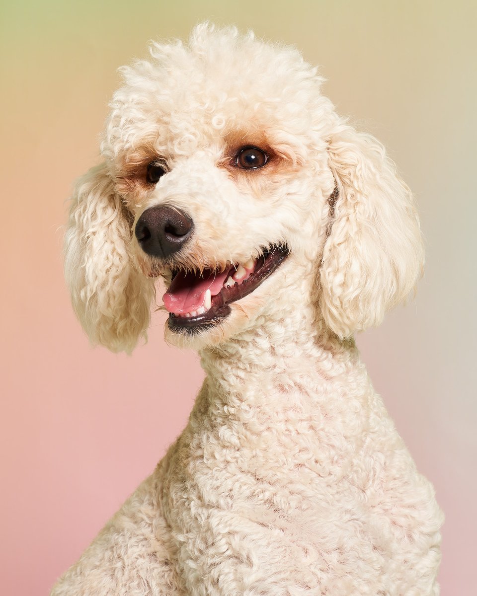 Heather-Mariah Dixon tweet media