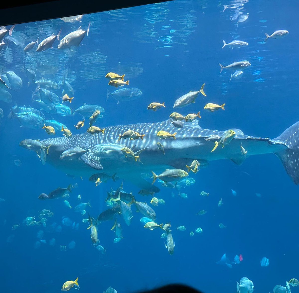 jasoncalanog's tweet photo. Took the TEAM to the @georgiaaquarium #LivingTheDream #LiveInThePresentMoment ๐ฆ๐๐ฆญ๐๐ณ๐ฌ๐๐ ๐ก๐ฆ๐ฆ๐๐น๐ค ๐๐ฝ https://t.co/44u1mpIWCf
