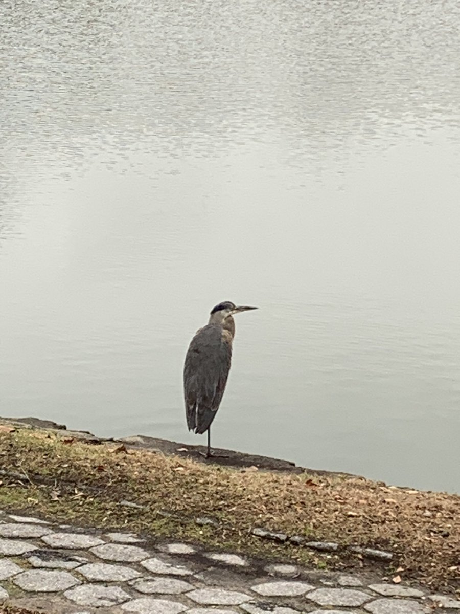 SkaScar's tweet photo. Today… Great Blue Hero @GreenWoodHF https://t.co/2V0ocAjHik