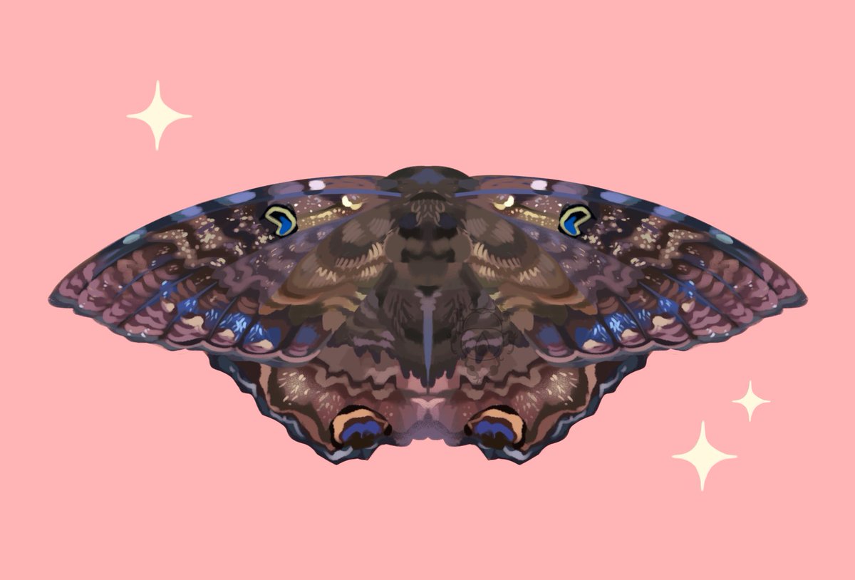 beetljuuc's tweet photo. black witch moth 🍄 https://t.co/tBfDsVU1iB