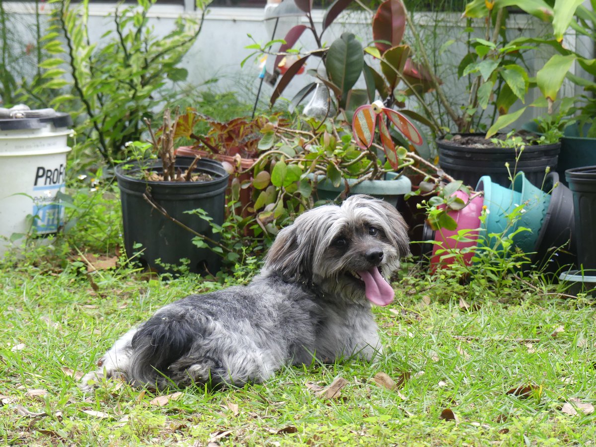 Gil Translations (@giltranslations) on Twitter photo At <a href="/GilTranslations/">Gil Translations</a>, we love our pets. Nos encantan las mascotas. #Translator #Translations #LanguageServices #Spanish #English #French #Portuguese #Medical #Legal #Financial #Orlando #Florida #USA #More At <a href="/GilTranslations/">Gil Translations</a>, we love our pets. Nos encantan las mascotas. #Translator #Translations #LanguageServices #Spanish #English #French #Portuguese #Medical #Legal #Financial #Orlando #Florida #USA #More