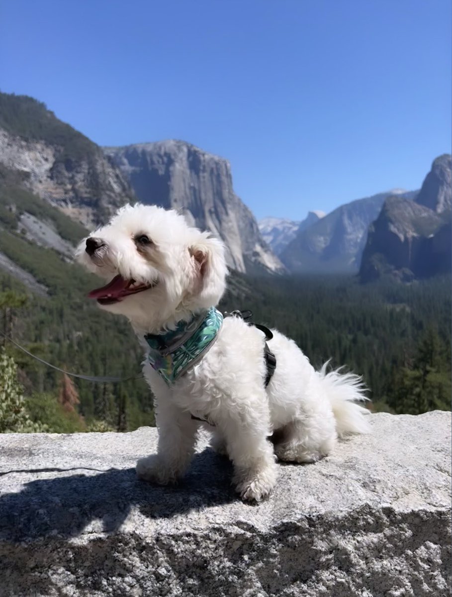 HollyJad3's tweet photo. @CrumblCookies my sweet rescued adventurer, Sudu. He hiked 4.5 straight miles this day🥾🐾 https://t.co/JLzxkAdepp