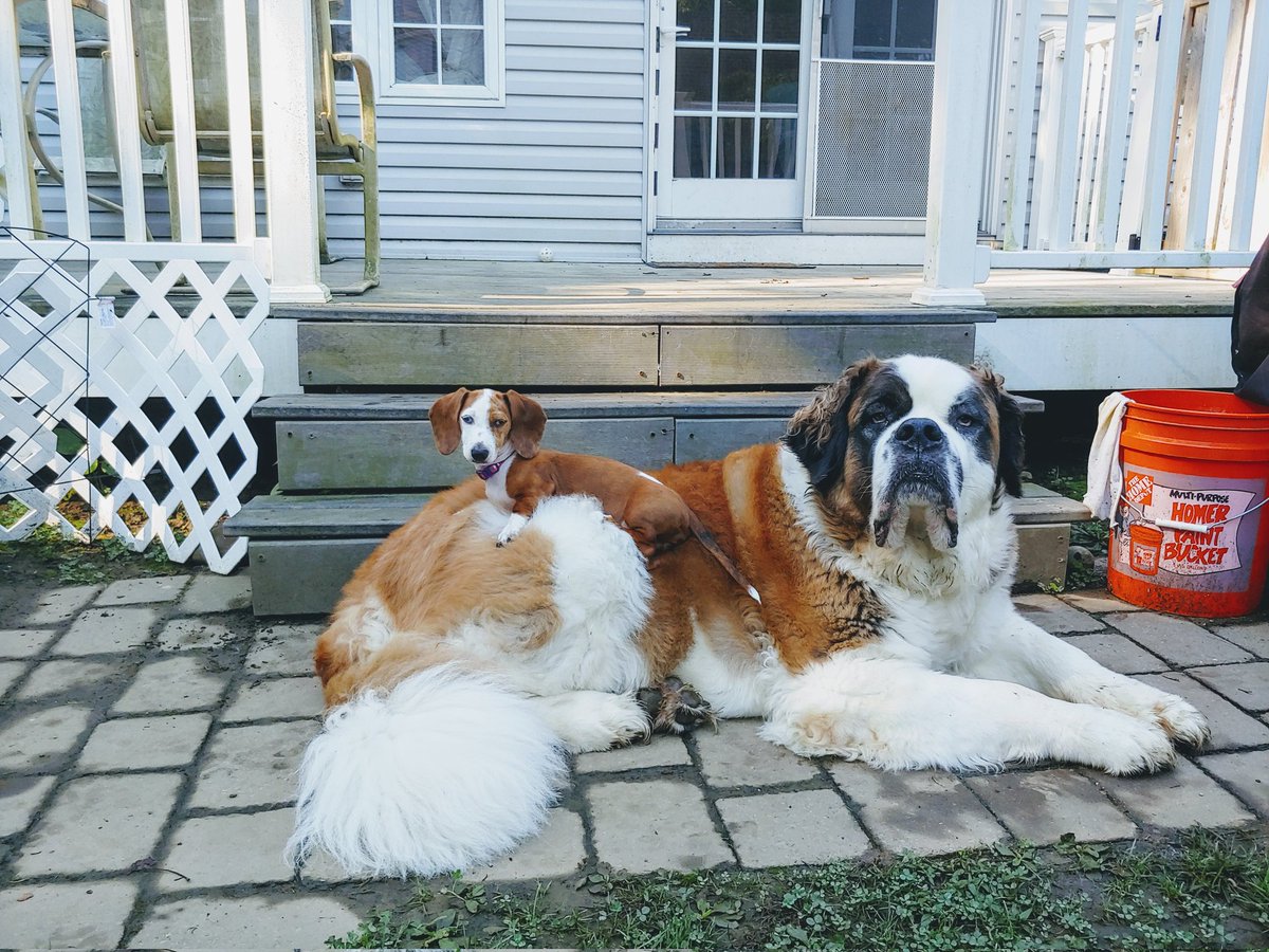 Jennateach123's tweet photo. @CrumblCookies Bear and Moose!  Besties. https://t.co/4F7KaFRtgo