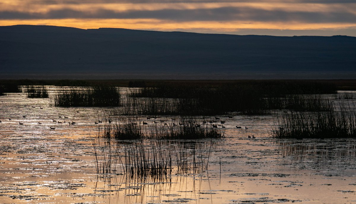 Our 2nd WVBS '23 Plenary Session is Dr. Susan Haig, “Will the Pacific Flyway Survive: Climate Change and Great Basin Wetlands”! Interested? Regular reg. is open through Jan 7! 

#oregonstateuniversity #osuresearch #pacificflyway #greatbasin #wetlands #wvbs

📸: Dr. Susan Haig