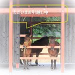 Let's support!ヨナグニウマ(与那国馬)#12/24 いちかわごちそうマルシェのツイート画像