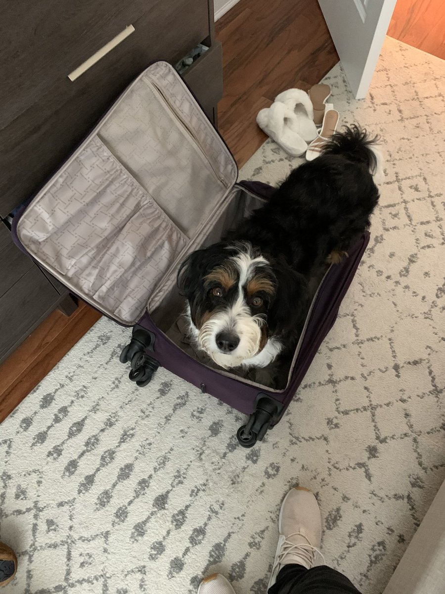 BSTEIN00's tweet photo. @CrumblCookies When he didn’t know he was coming with us! https://t.co/LfjLCFMZFS