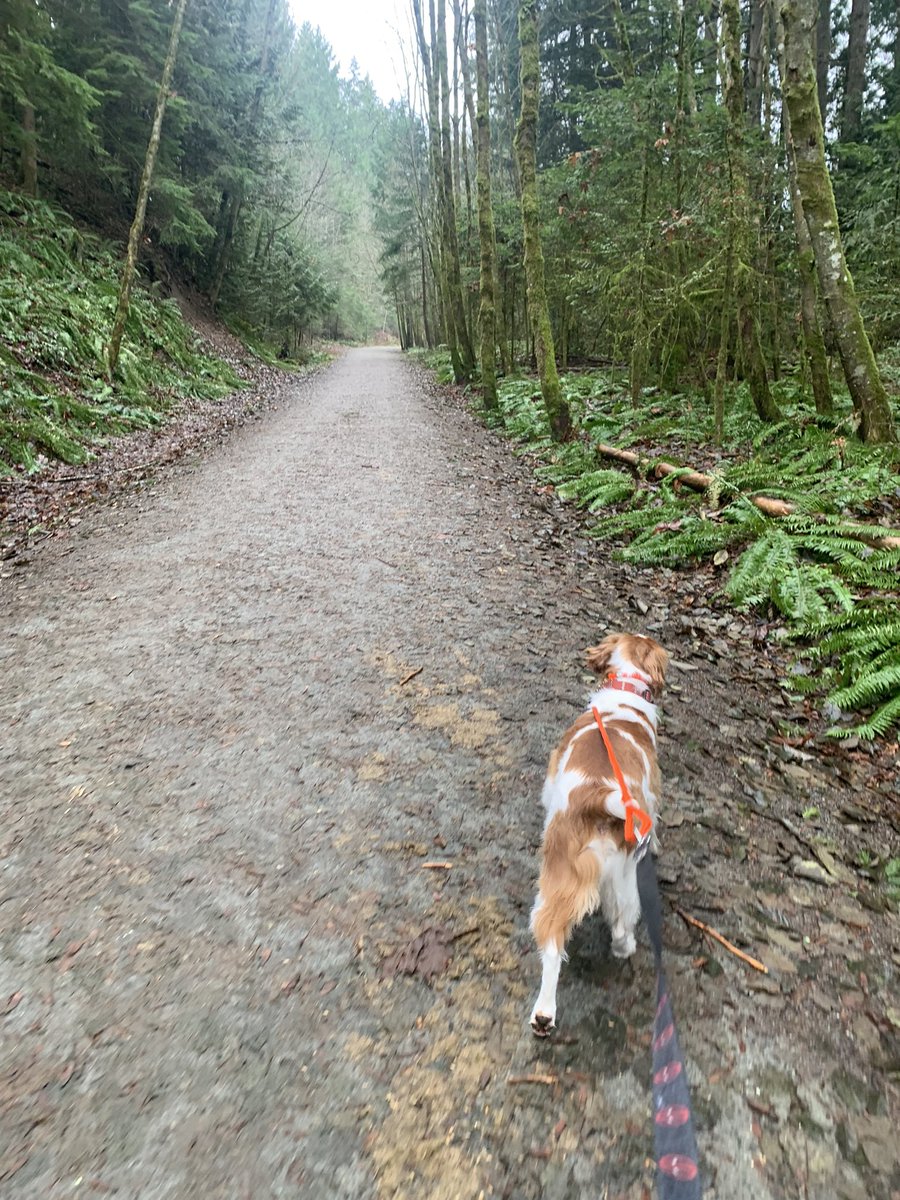 Doggo walks at lunch is one of the best work from home perks I get extra bonus when I get trails like this just out my back door to use!! #brittanyspaniel #workfromhome #microsoftlife