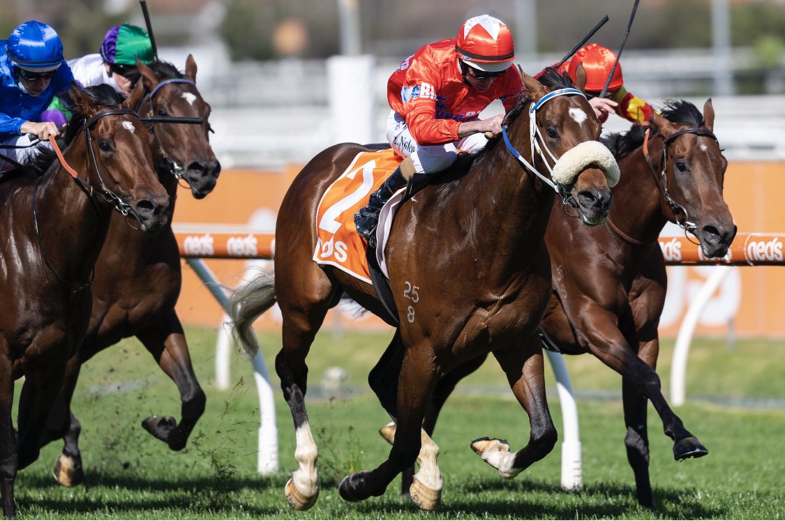 darlingviewTB's tweet photo. We are extremely excited to announce Group 2 winning son of Zoustar, “LIGHTSABER” will join the Darling View roster.
A winner of 3 races as a 2yo including the VRC Sires beating G1 winners Paulele & Hitotsu.
#dvstallions #westspeed https://t.co/UVYbSP7qR8
