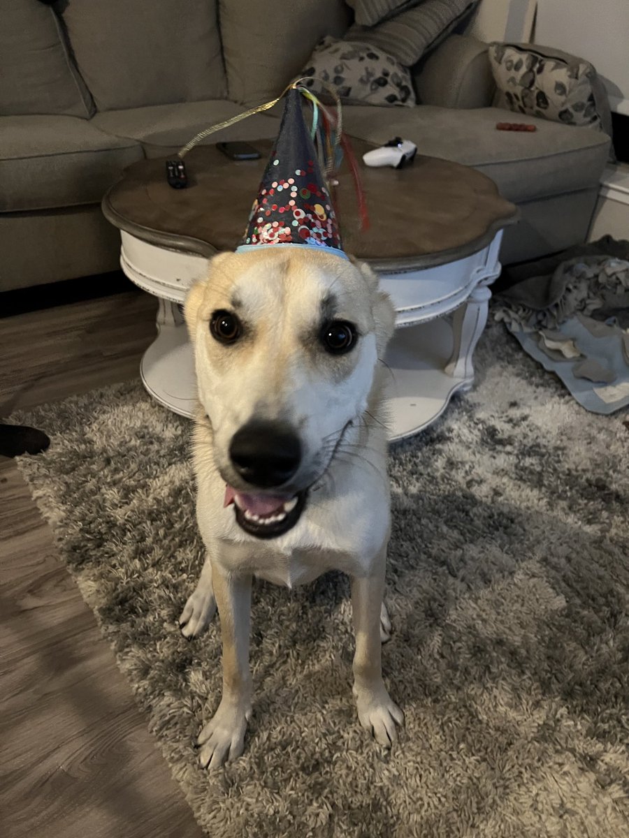 AshleighCGut's tweet photo. @CrumblCookies Birthday boy 🐶 https://t.co/QObpaCVedC