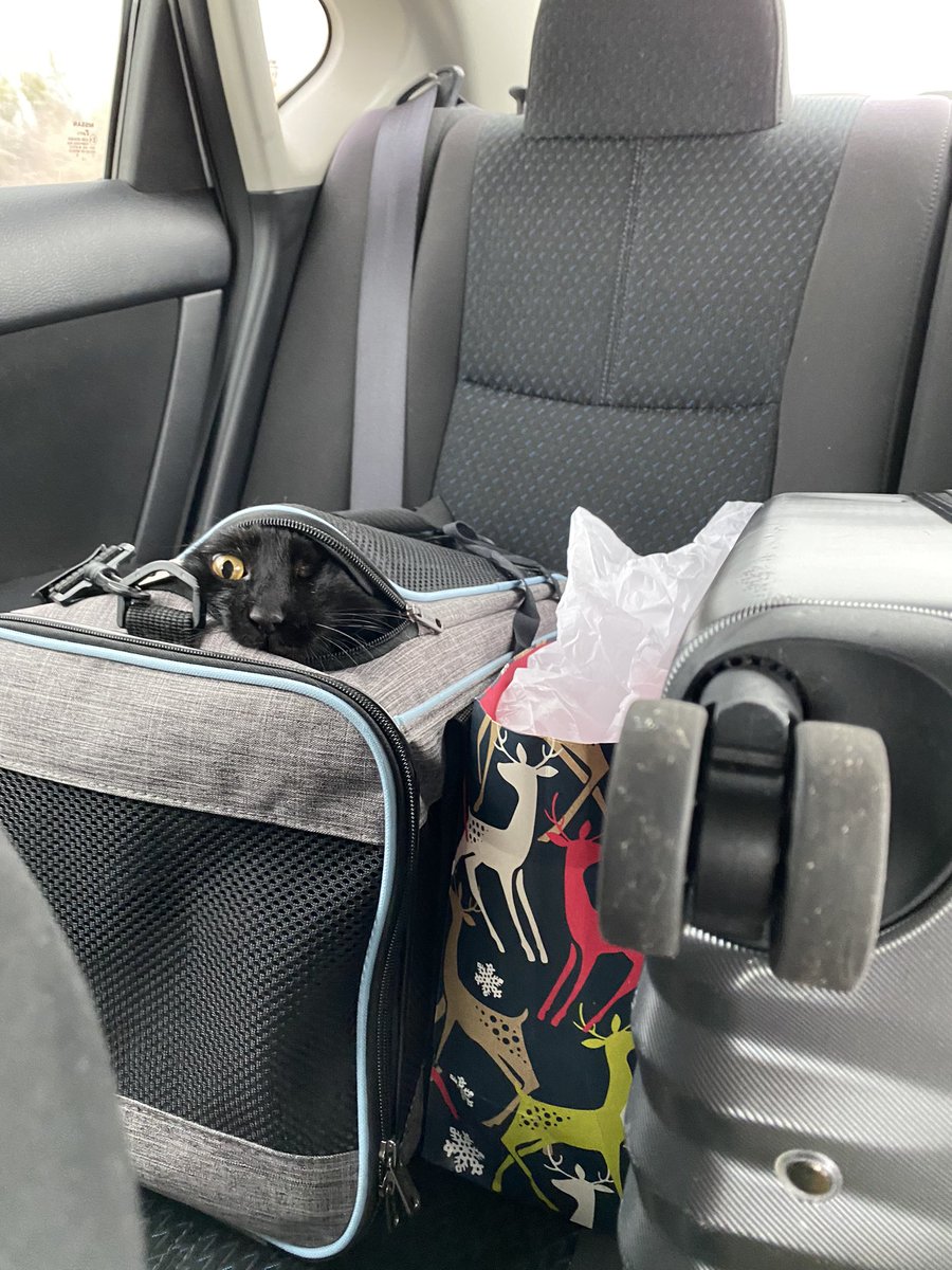 cwowver's tweet photo. let her out!!! https://t.co/1yZKq1EiML