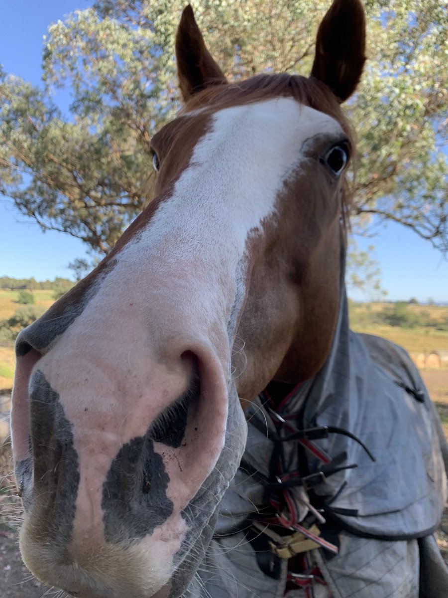 ProfSDodds's tweet photo. Meet our new best friend - I like to call this one #anvilhead - enjoys carrots 🥕 apples 🍎 and gentle nose pats 🐎
Images: brown horse face with white T-shaped face markings https://t.co/713I866jlG