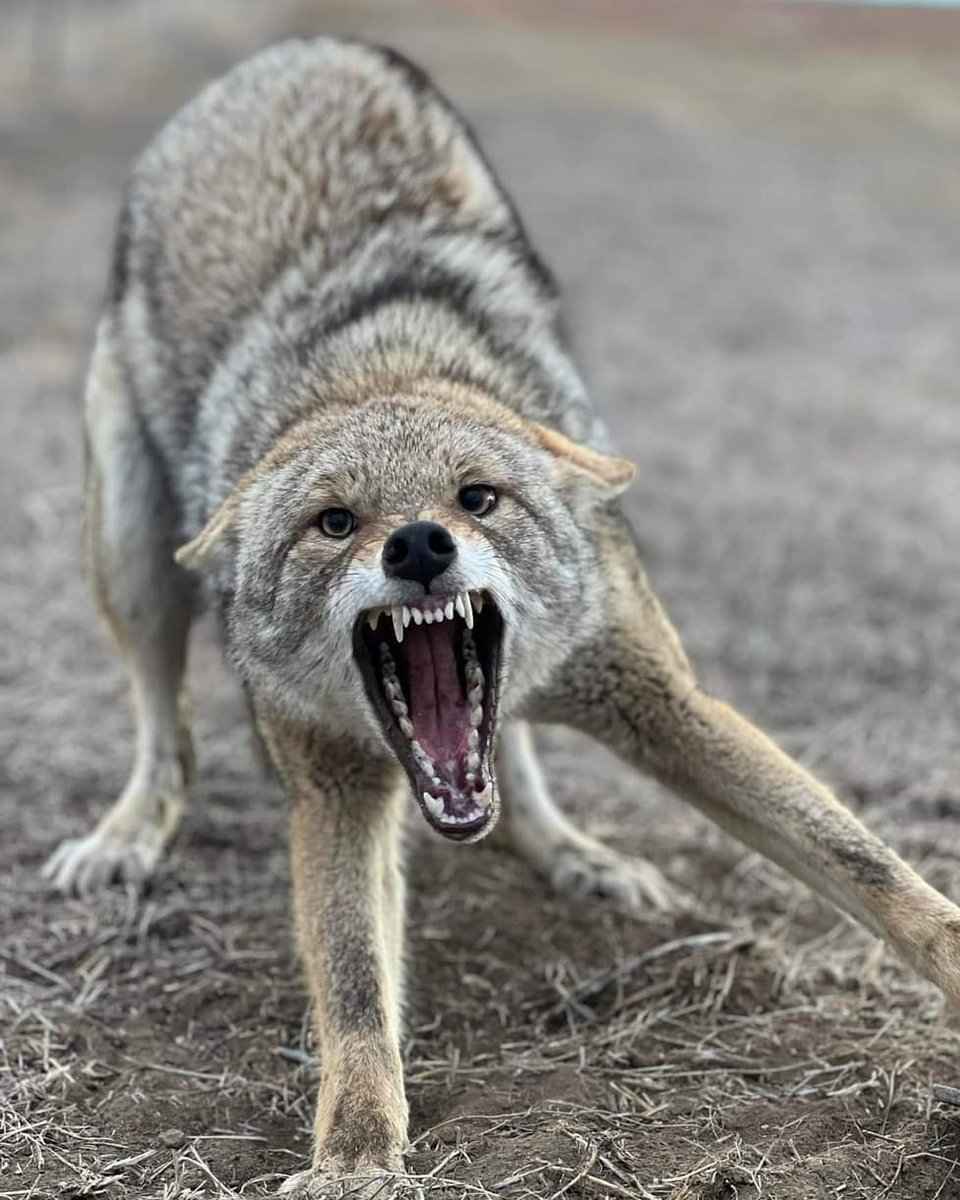 A rowdy one! #coyote #trapping #predatormanagement