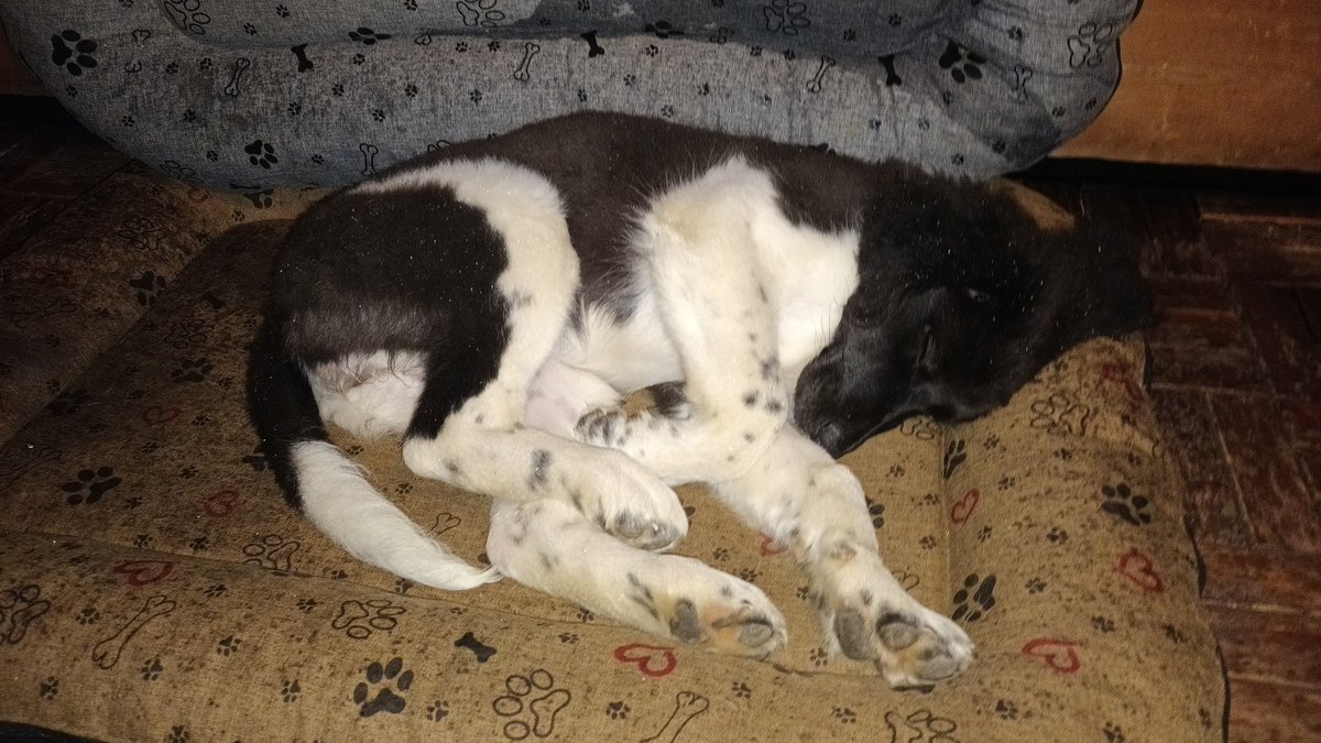 HMastalirova's tweet photo. Ja nevim, pochopi to v praci, kdyz vydrzim a budu fandit U20, tj. zitra budu KO? Je to prece jen vyjimecny, ne... a kdo sport nema rad, tomu posilam zviratka 😜
#oneteam
#onegoal
#onecommitment https://t.co/lnU9roq22Y