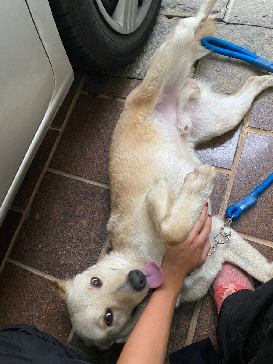 sofia brasil tweet media