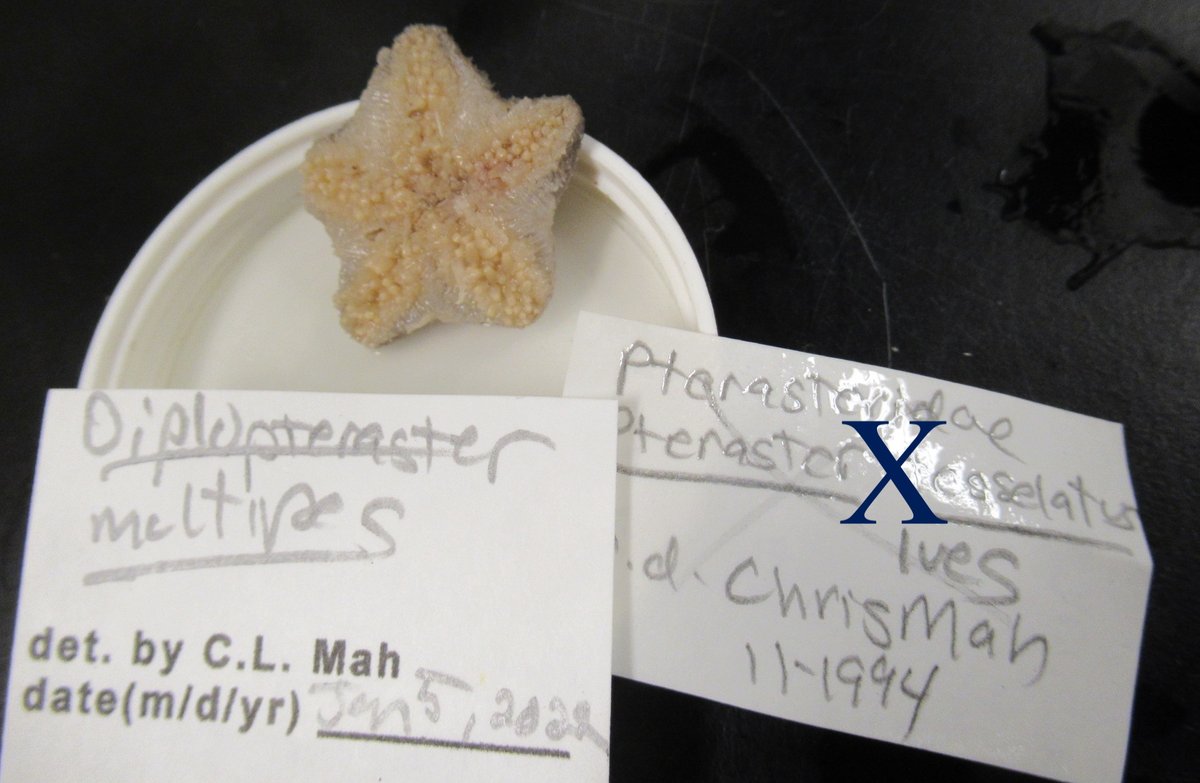 Christopher Mah, @echinoblog.bsky.social tweet media