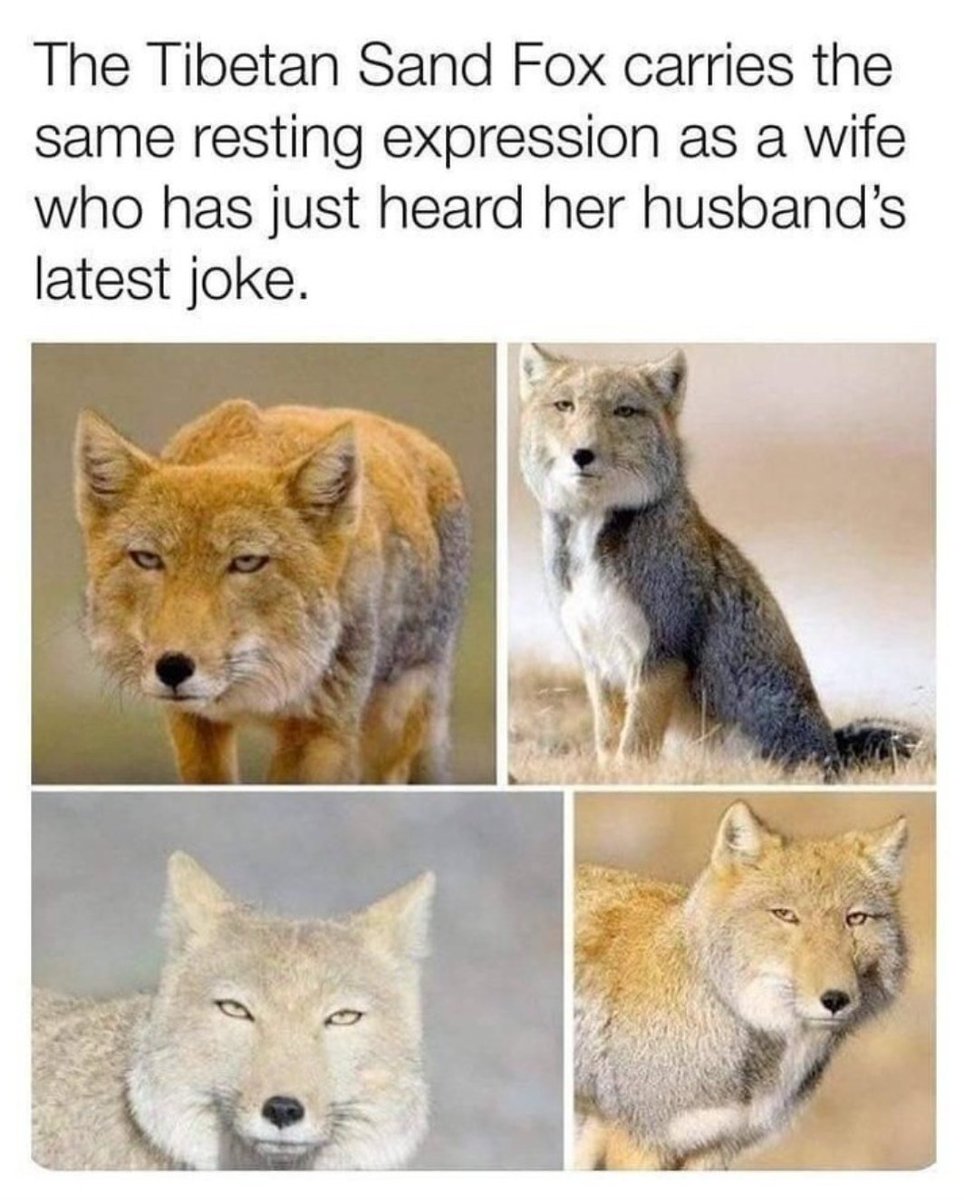 MensHumor's tweet photo. I’d show this to my wife but she couldn’t give two fox https://t.co/WYrzpv6quf
