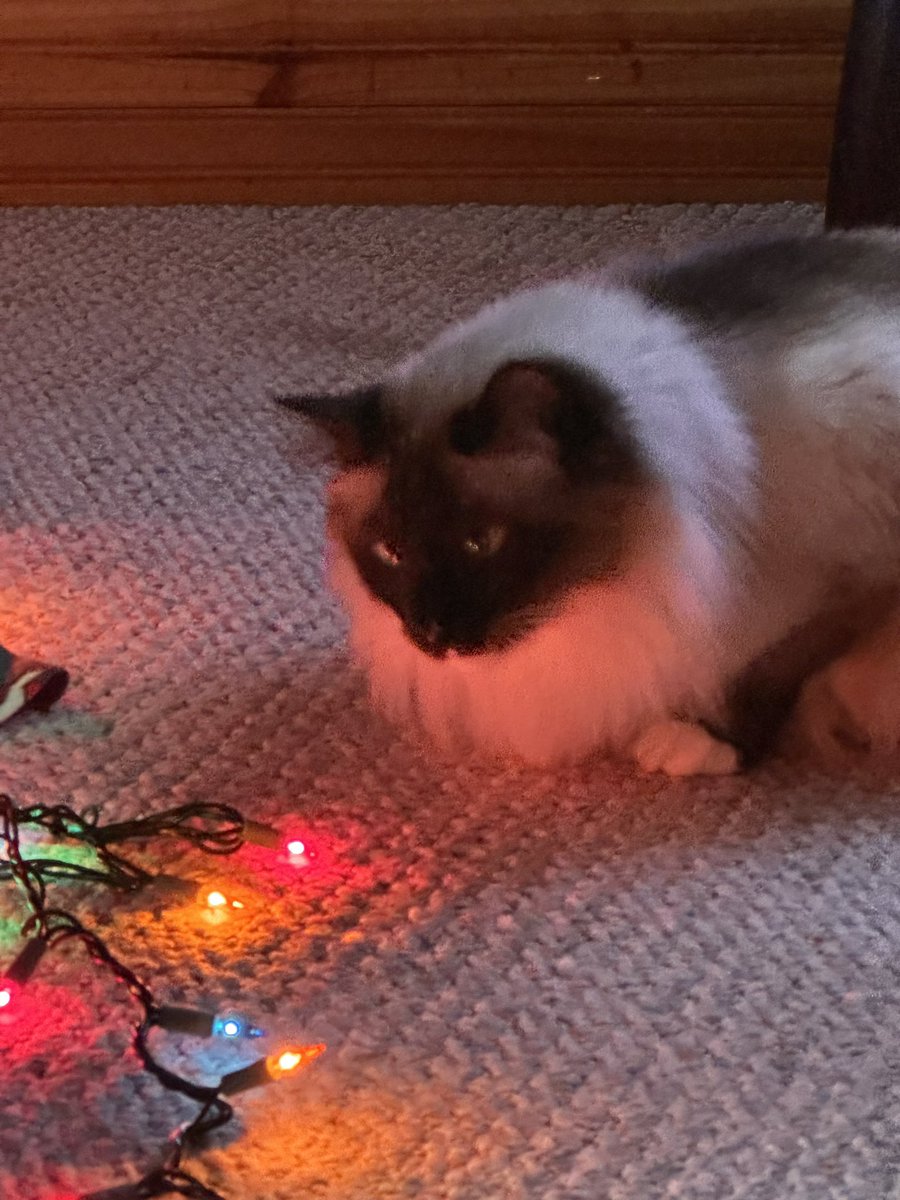 KtheMathQueen's tweet photo. @CrumblCookies Our kitties Smudge and Nikko!  Best of friends! https://t.co/VTjjRbl7F3