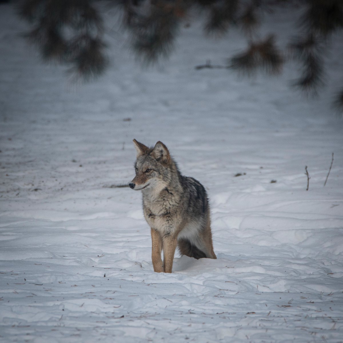 Freeman_4_Ever's tweet image. A cute puppers has been playing in my back yard for the last 10 minutes... maybe I'll let him in and give him some snuggles.

#StrangerDanger #UrbanCoyote