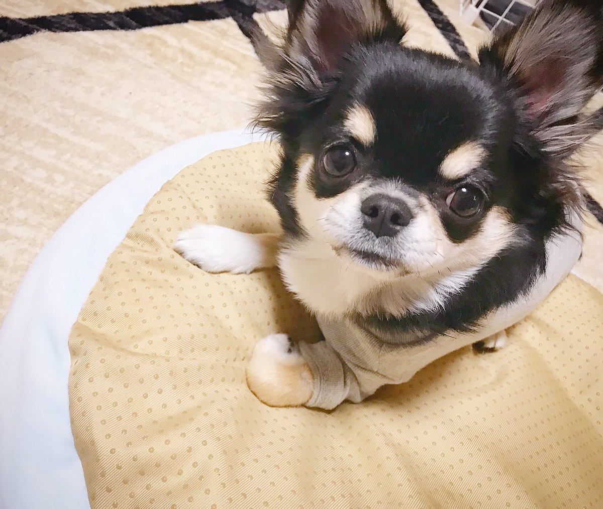 maidou_teko's tweet photo. 大きくなりました😂 https://t.co/7QxlIwJeHy