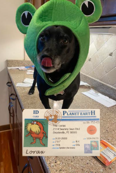 bruhn_mason's tweet photo. This is my dog, Rusty. He is considered a K-selected species due to the fact that he lives long and reproduces in smaller numbers. #apesecology #apeseco @franklinlorax https://t.co/6VzpaA9VYJ