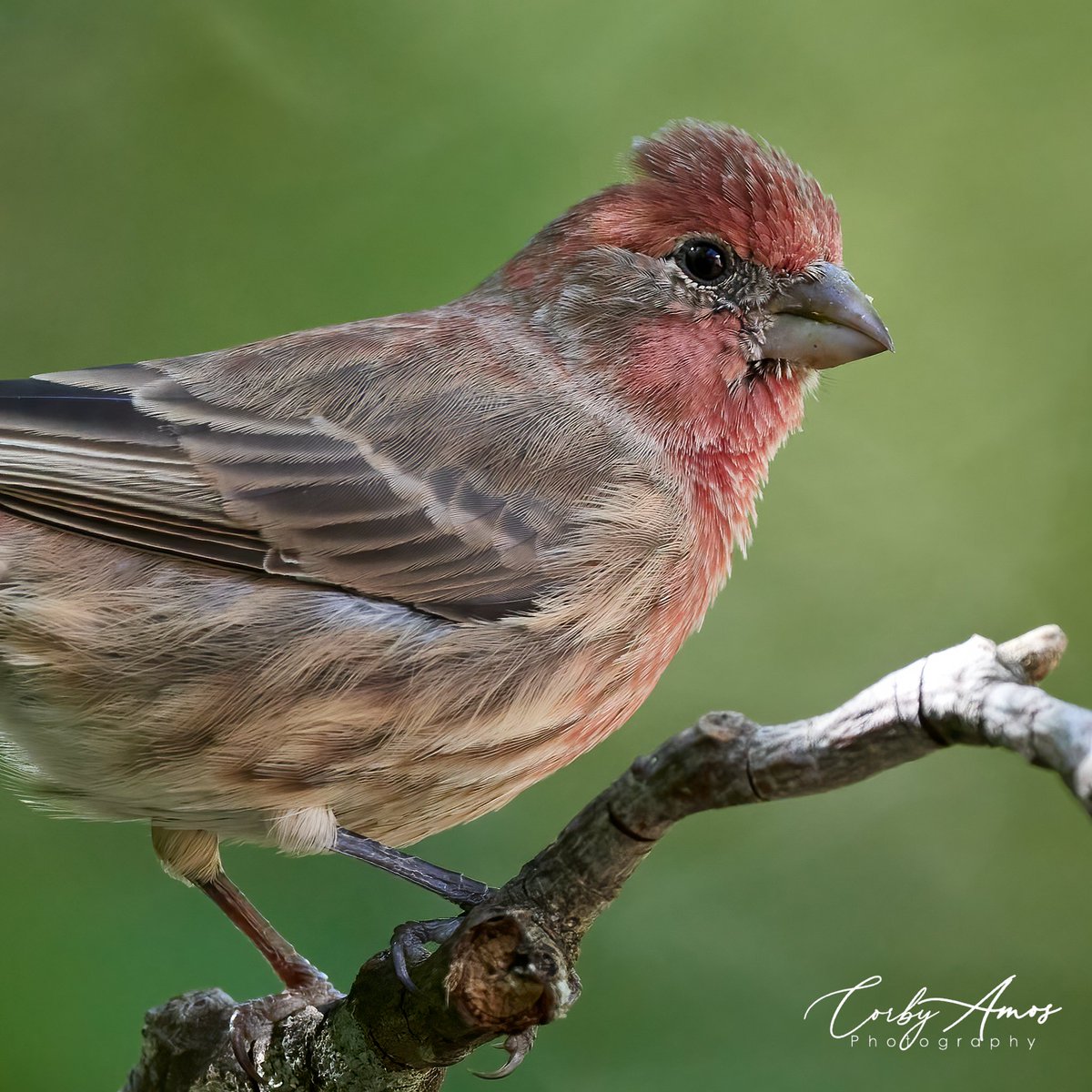 House Finch
.
.
#birdphotography #birdwatching #birding #BirdTwitter #twitterbirds #birdpics #housefinch