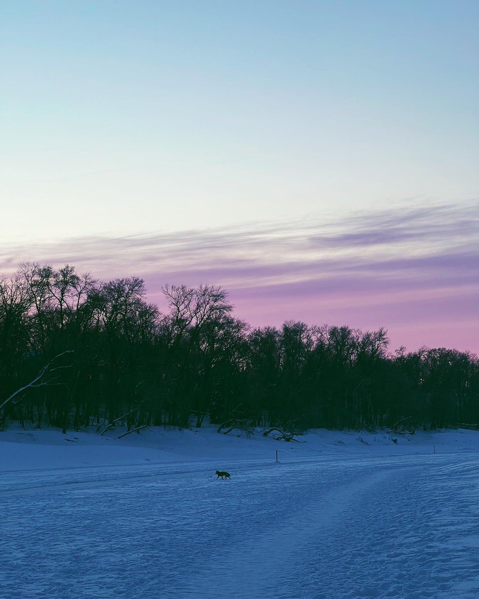michaeljpblatz's tweet photo. fox on the assiniboine river #winnipeg #naturephotography #fox https://t.co/osp2omiJa7