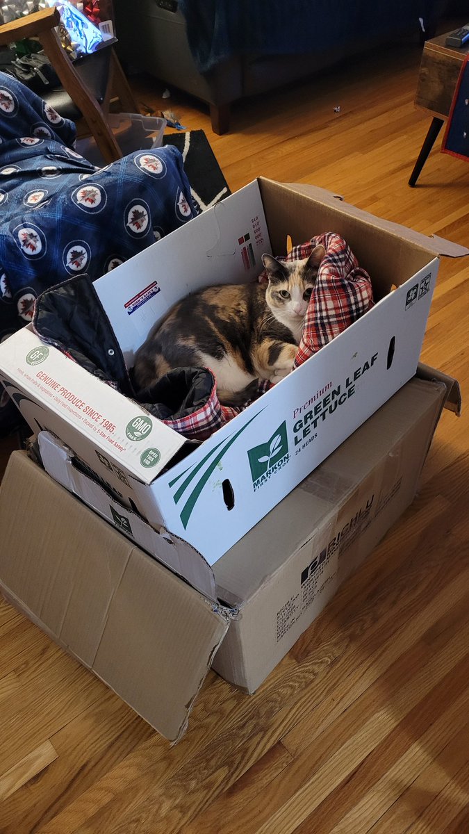 Abbey is gonna miss these boxes once I finish up packing for the #kitchen #renovation #catsinboxes