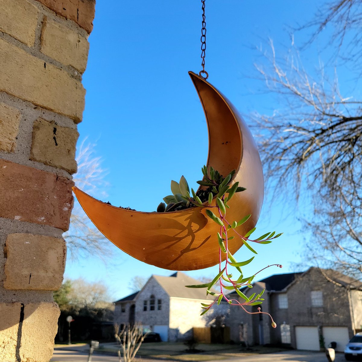 zeldasuccs's tweet photo. Obsessed with these planters 😍🪴🌙

#cacti #cactus #gardening #plantmom #succulents #plants #goodvibes #vibez #succulent #succulover #succulentlove #Zelda #ZeldaSuccs #plantlove #plants #plant #iloveplants #succylove #succulover #newbabies #newbaby #moonvibes #cresentmoon #moon https://t.co/MRrbk23mfB