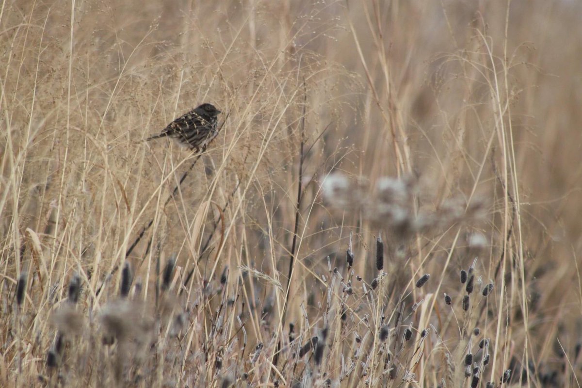 MNL (@mnlcorp) on Twitter photo Happy #NationalBirdDay <a href="/nature_org/">The Nature Conservancy</a> !! We love birds for a multitude of reasons, but our favorite might be how they aid in seed dispersal! Helping to keep prairies and other native ecosystems more diverse. Happy #NationalBirdDay <a href="/nature_org/">The Nature Conservancy</a> !! We love birds for a multitude of reasons, but our favorite might be how they aid in seed dispersal! Helping to keep prairies and other native ecosystems more diverse.